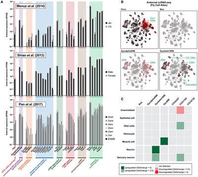 Modulation of the NO-cGMP pathway has no effect on olfactory responses in the Drosophila antenna